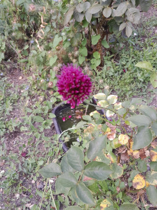 flowers